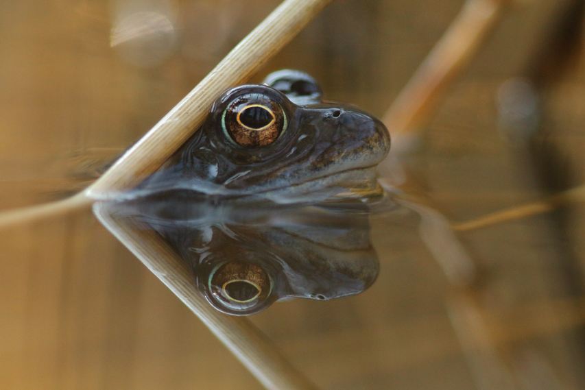 grenouilles rousses à la mare, julien arbez