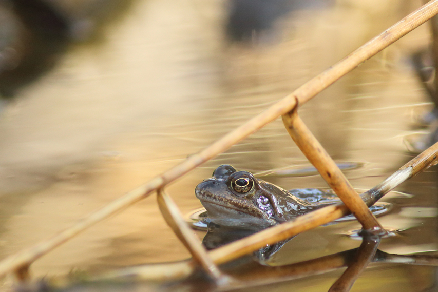 grenouilles rousses à la mare, julien arbez