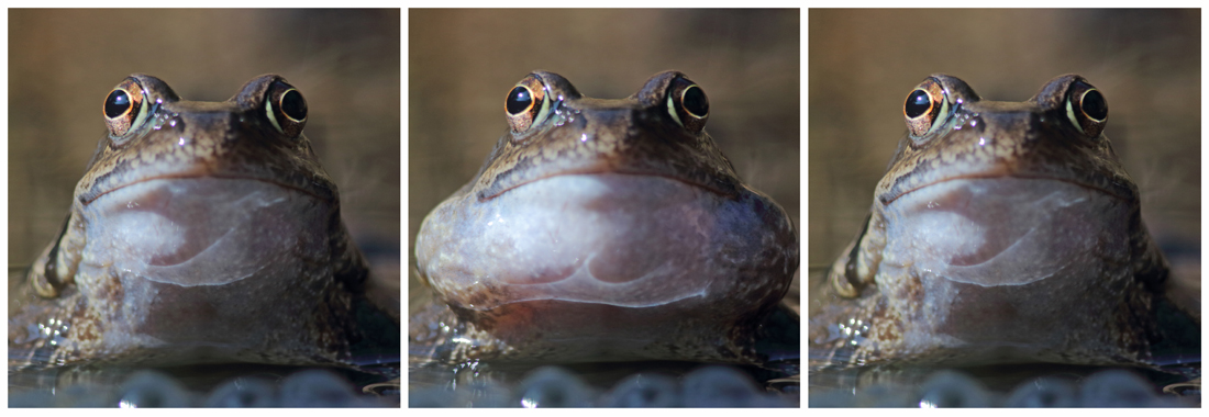 chant grenouille rousse julien arbez