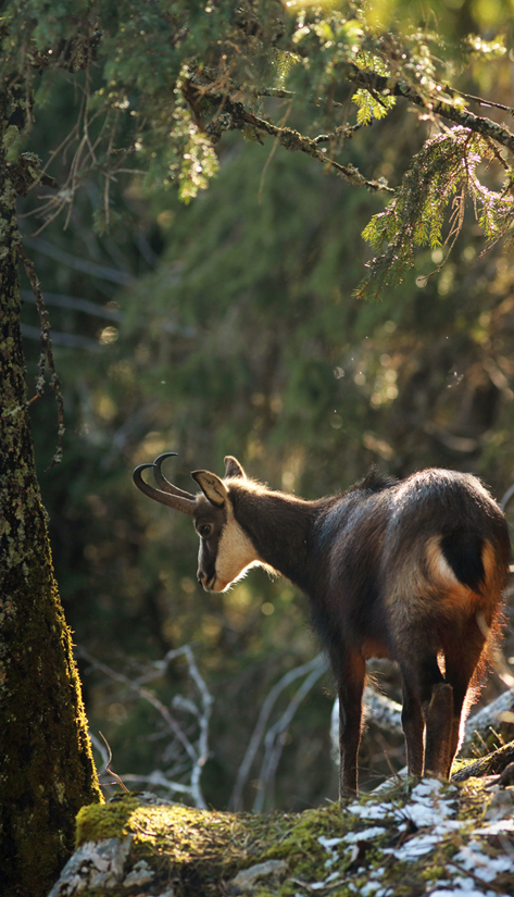 chamois panoramique julien arbez