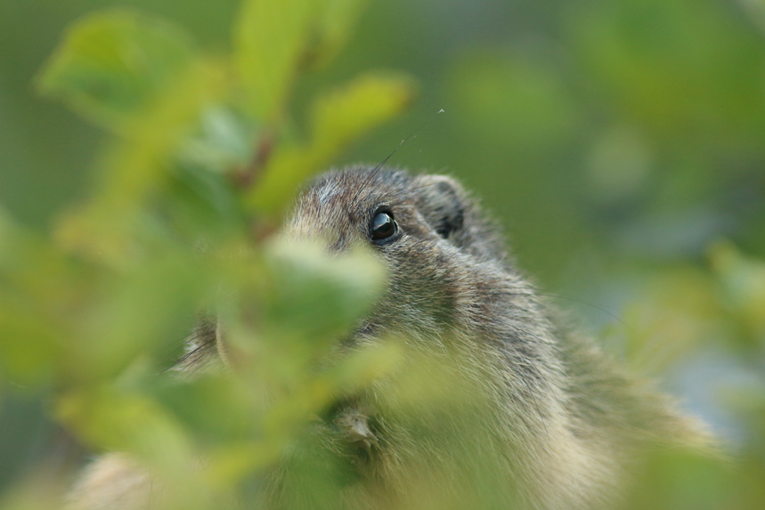 marmotte alpes julien arbez