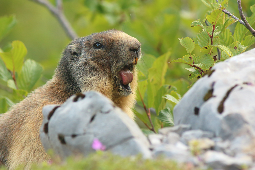 marmotte alpes julien arbez