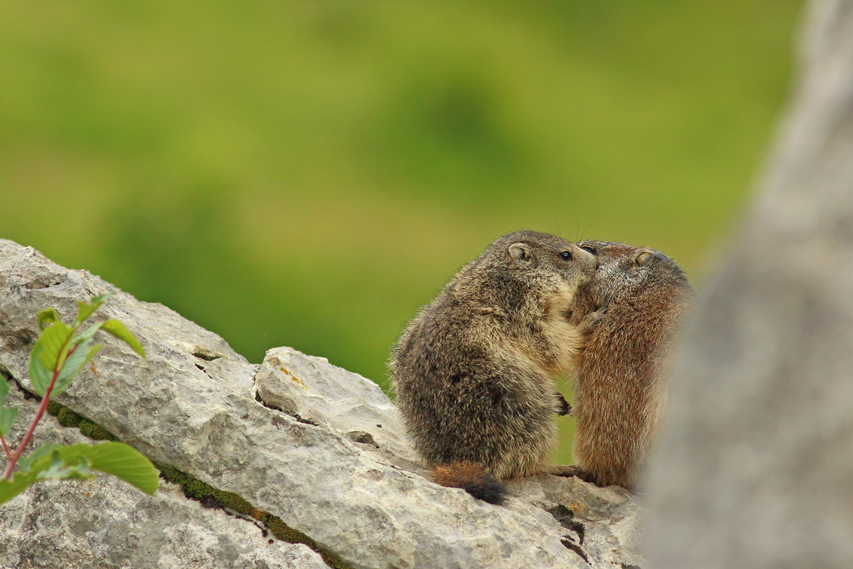 marmotte haute-savoie julien arbez