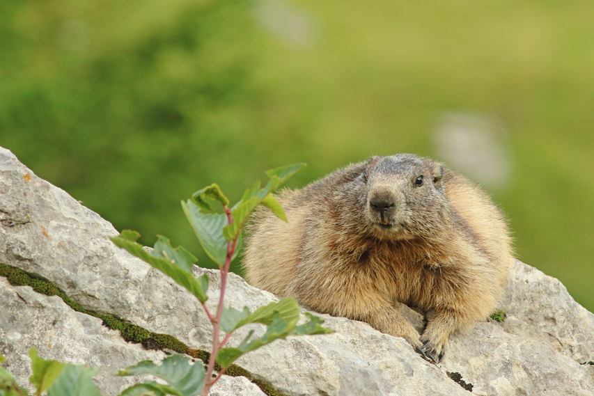 marmotte haute-savoie julien arbez