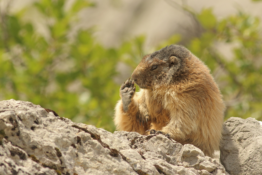 marmotte haute-savoie julien arbez