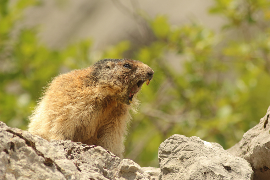 marmotte haute-savoie julien arbez