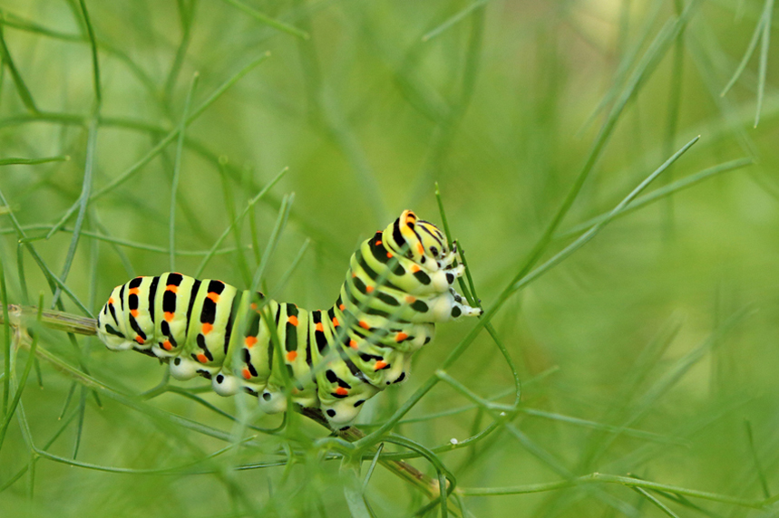 chenille machaon julien arbez