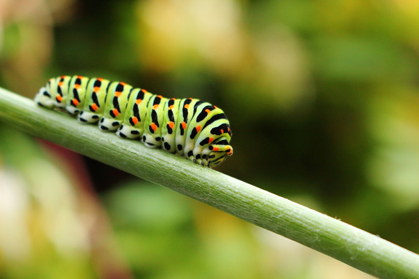 chenille machaon julien arbez