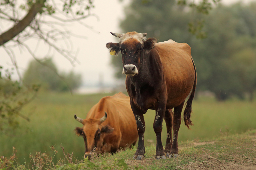 vaches delta du danube