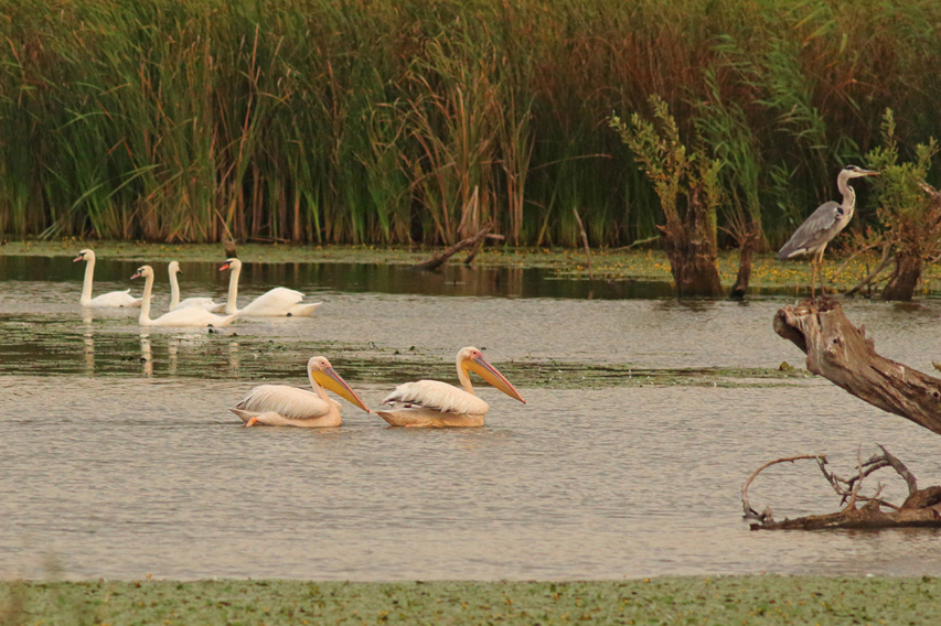 pélicans blancs delta du danube julien arbez