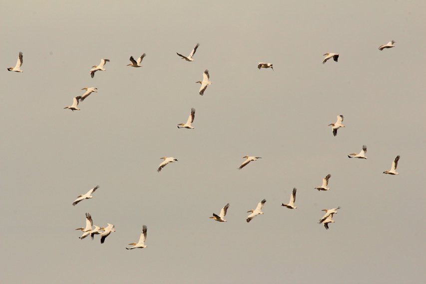 pélicans blancs delta du danube julien arbez