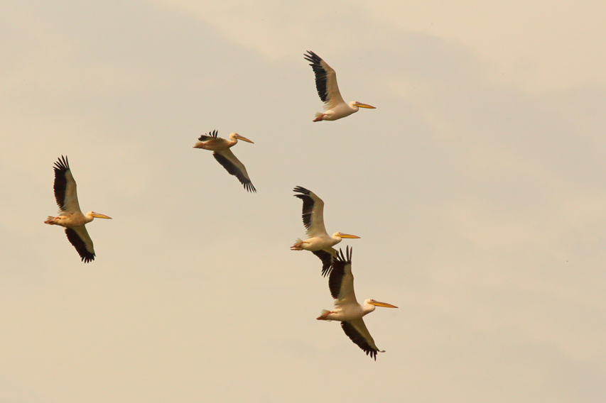 pélicans blancs delta du danube julien arbez