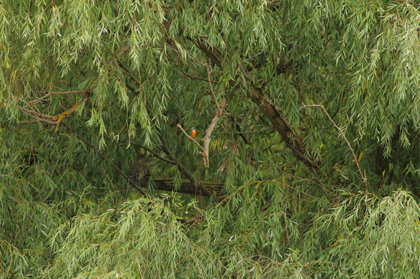 martin-pêcheur dans saule julien arbez