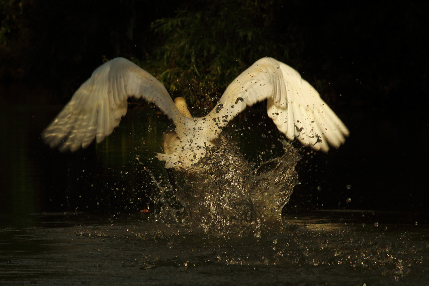 cygne envol julien arbez