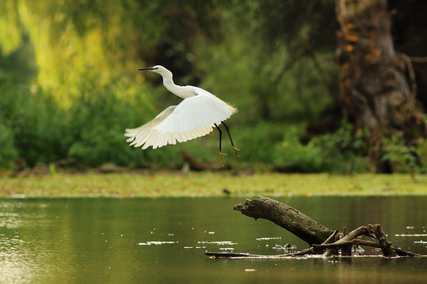 aigrette garzette envol julien arbez