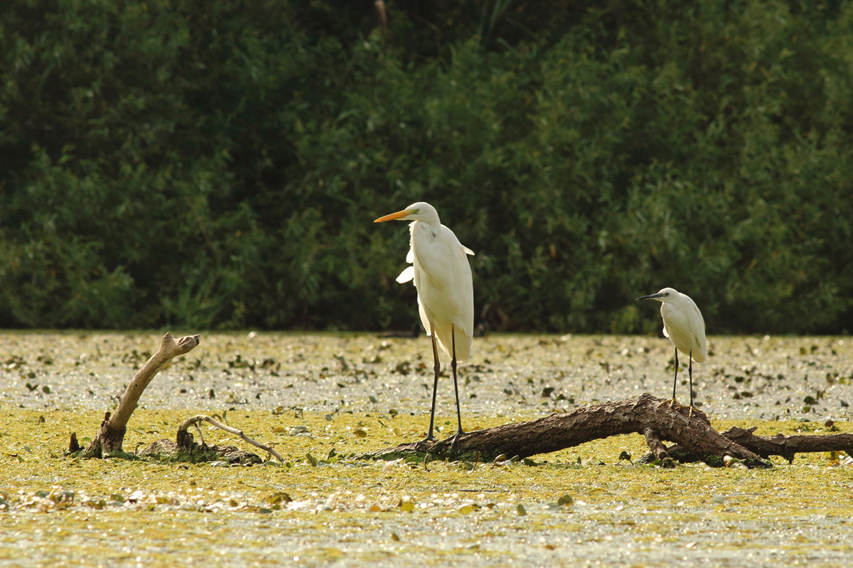 grande et petite aigrette julien arbez