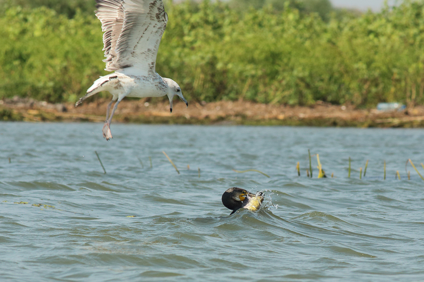 cormoran poisson goéland julien arbez