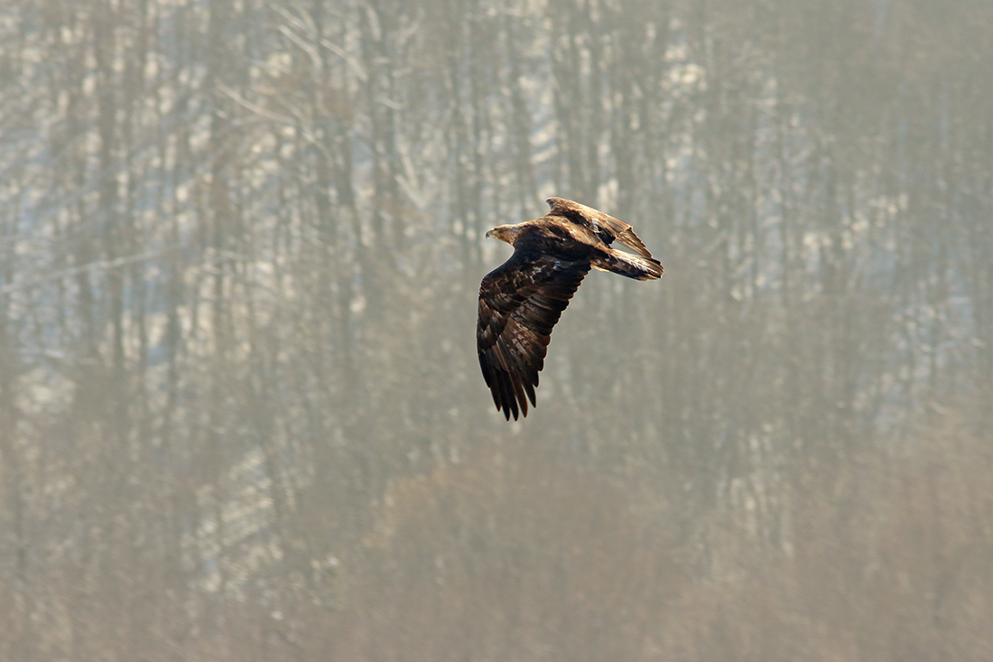 aigle royal jura