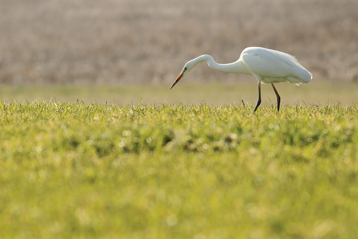 grande aigrette chasse campagnols