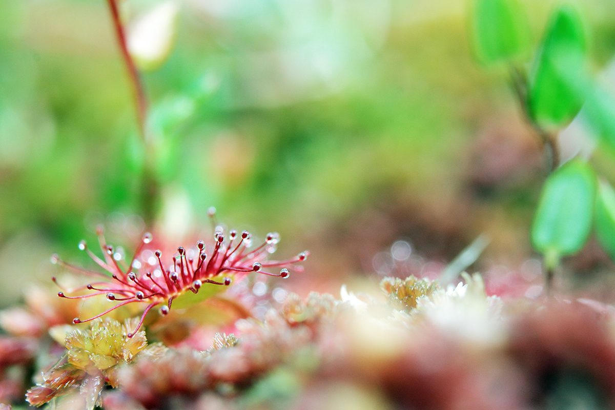 drosera lamoura jura