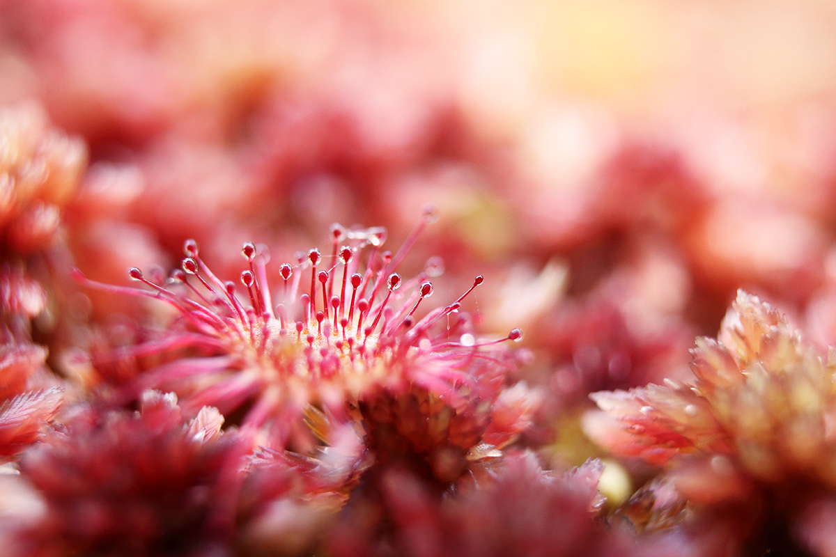 drosera lamoura jura