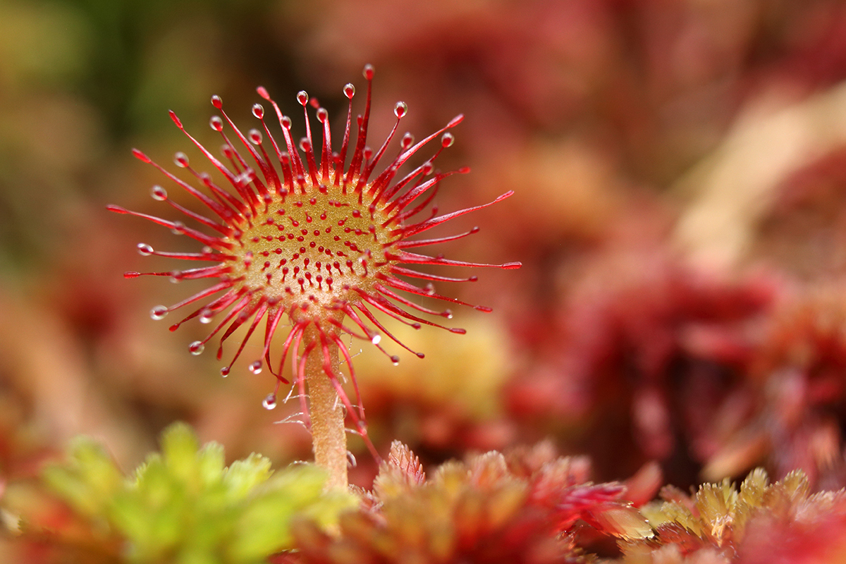 drosera lamoura jura