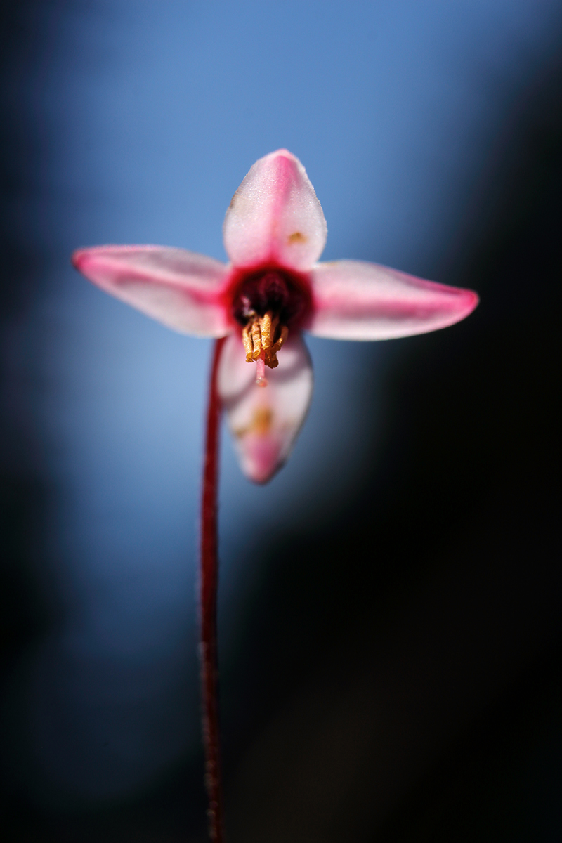 fleur de canneberge jura