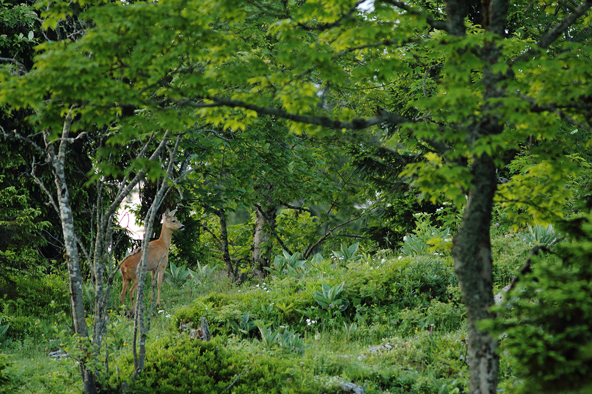 chevrette été jura