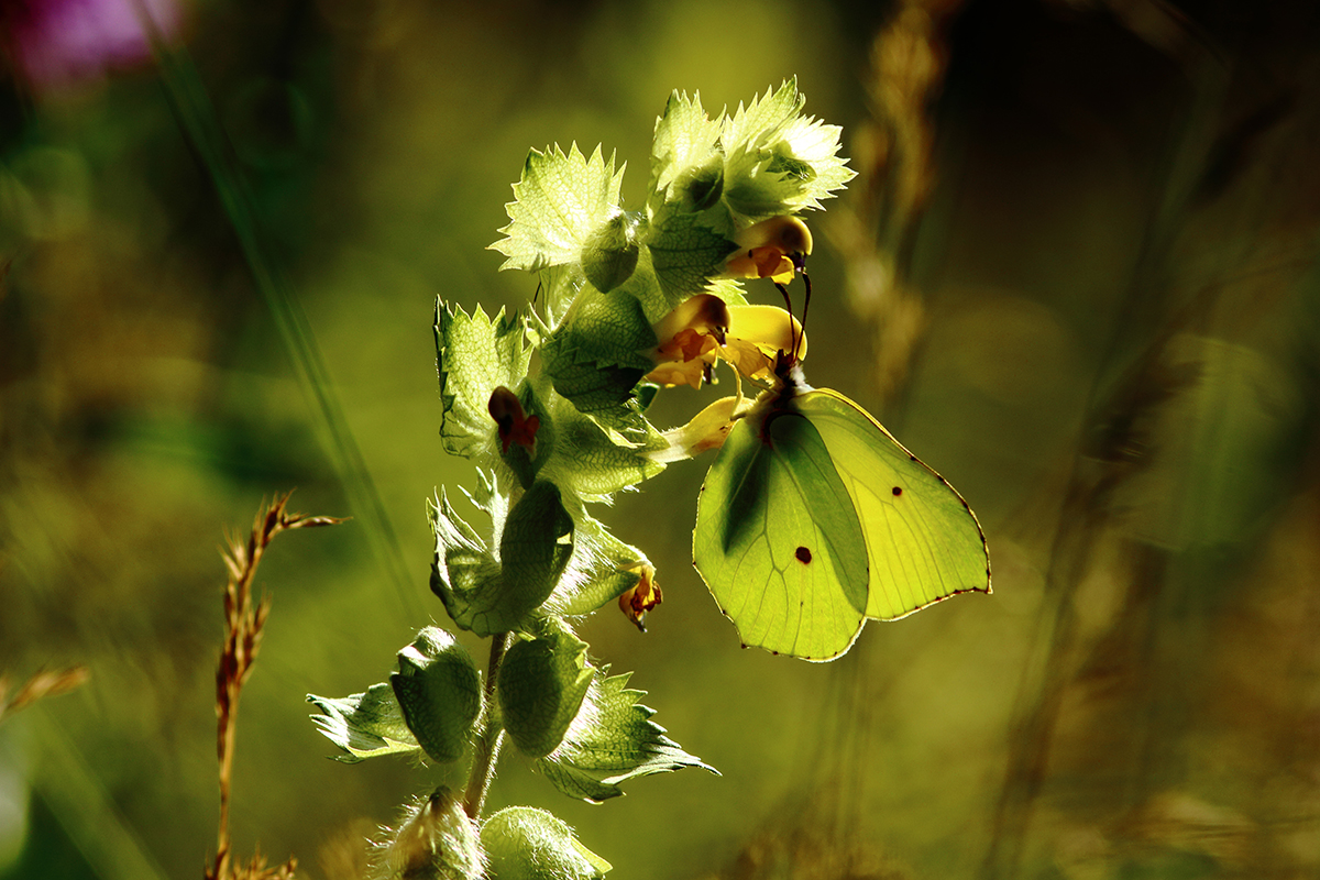 papillon citron jura