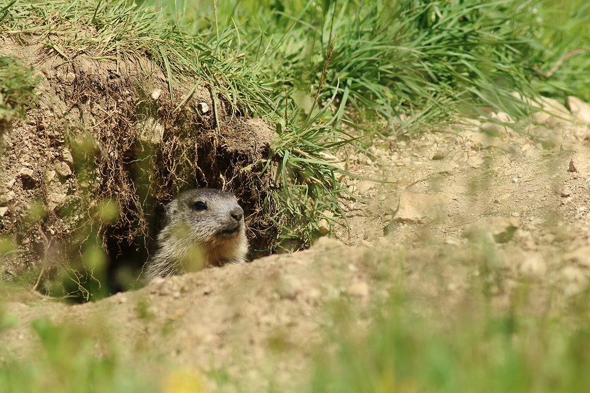 marmotte jura