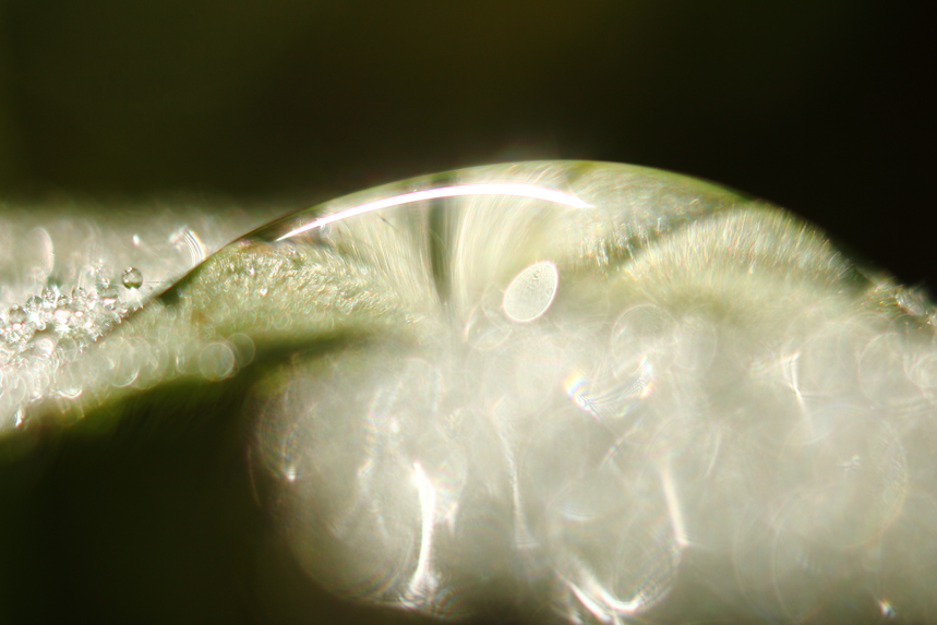 rosée macro gouttes herbes julien arbez