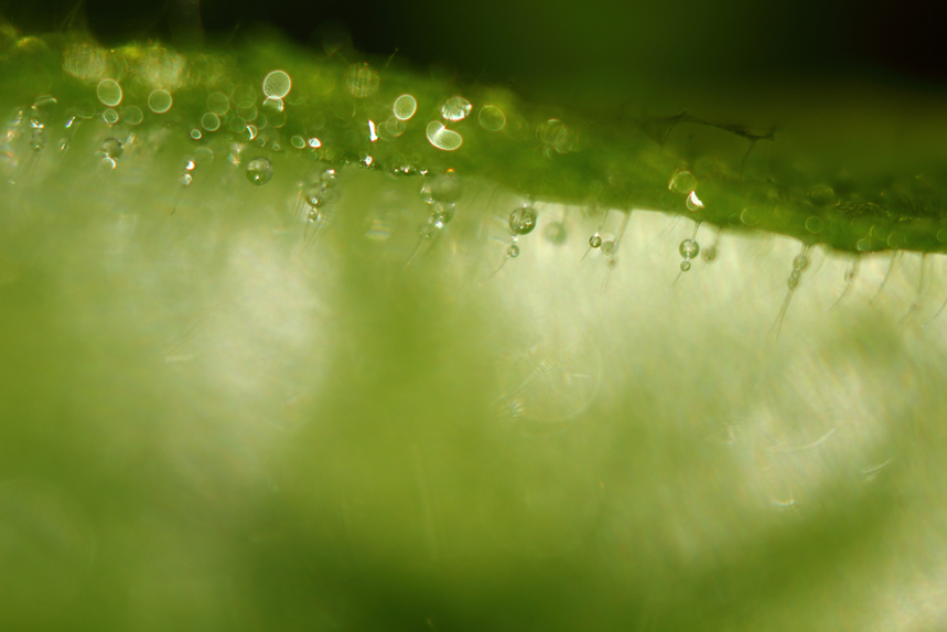 rosée macro gouttes herbes julien arbez