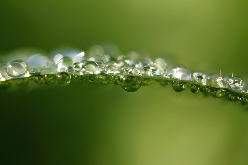 rosée macro gouttes herbes julien arbez