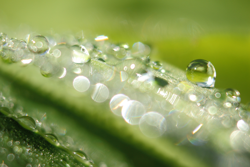 rosée macro gouttes herbes julien arbez