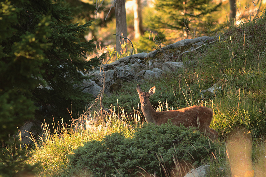 cerf plateau des glières