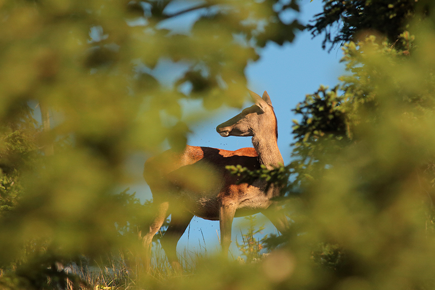 cerf plateau des glières