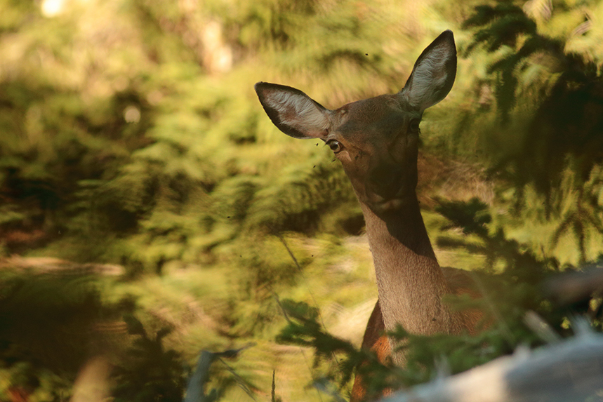 cerf plateau des glières