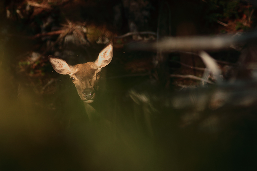 cerf plateau des glières