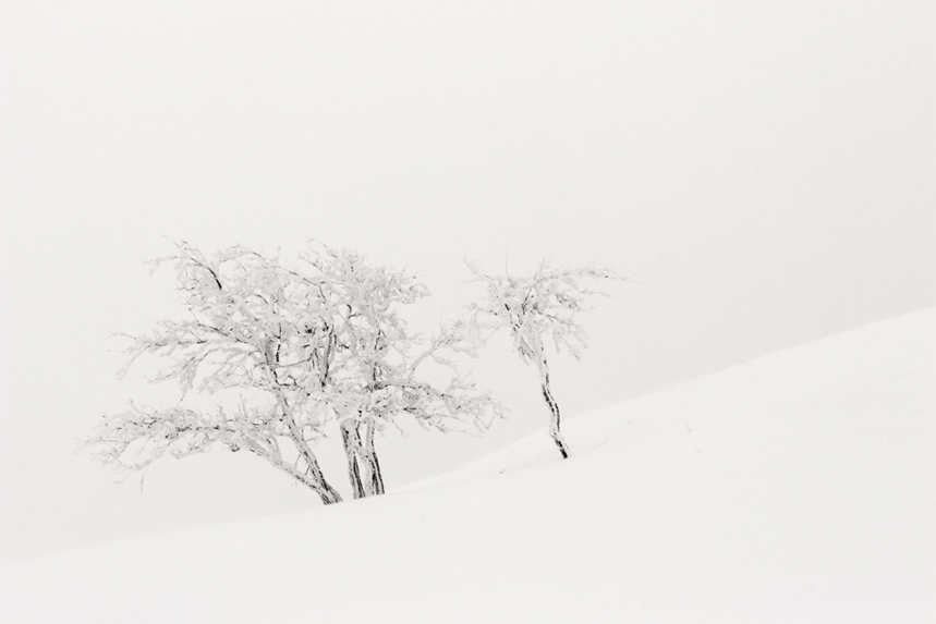 franches montagnes gümmenen julien arbez