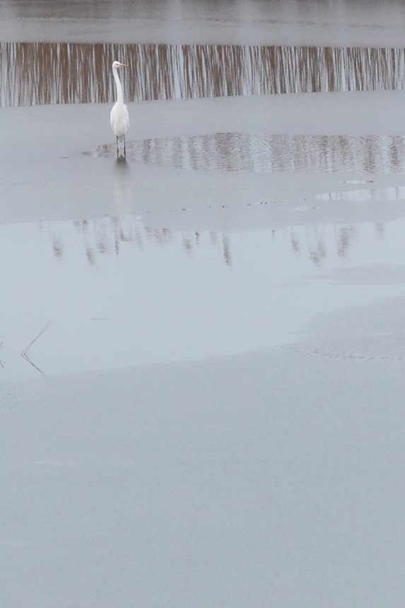 grande aigrette champitet julien arbez