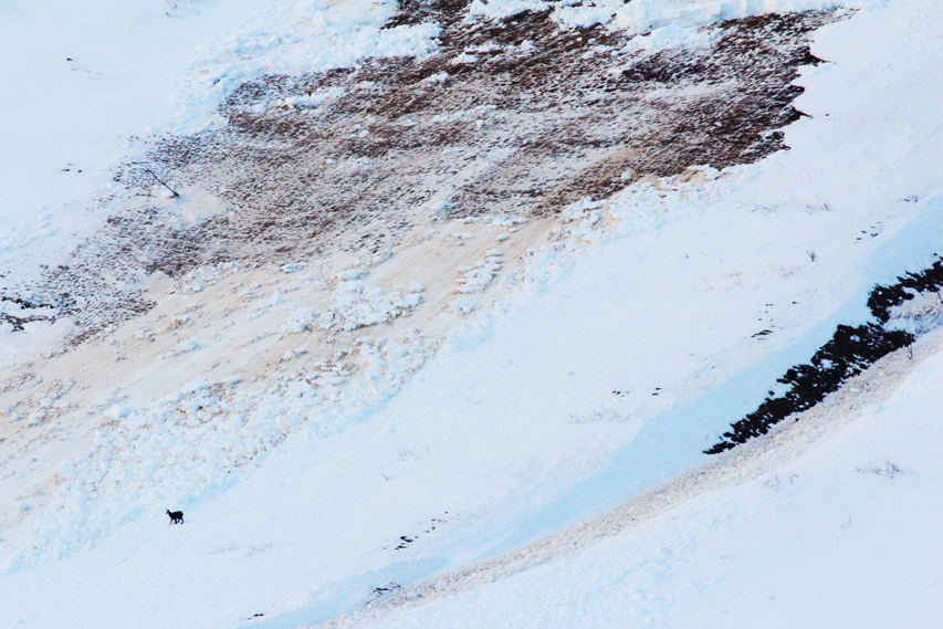 chamois et avalanches, julien arbez