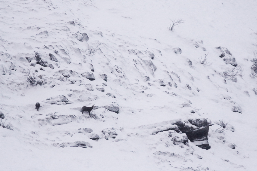 chamois seul dans la neige, julien arbez
