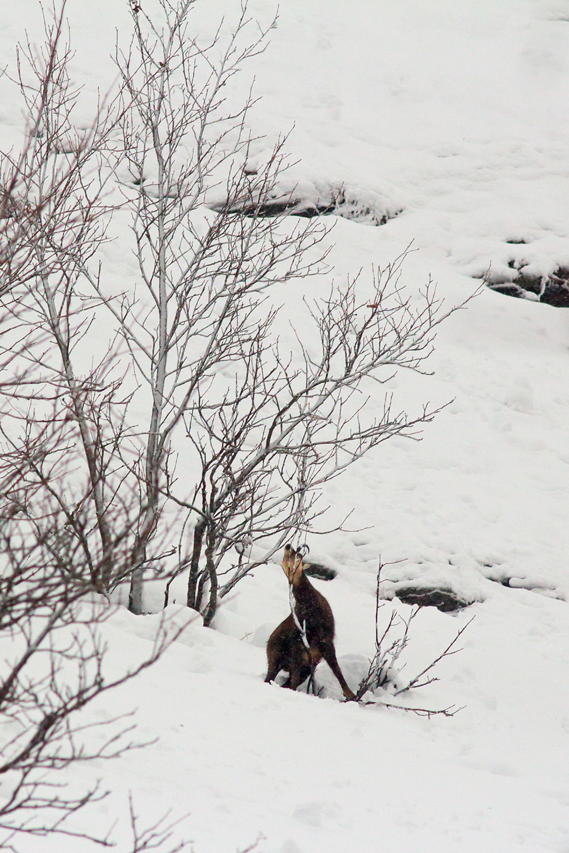 chamois seul dans la neige, julien arbez