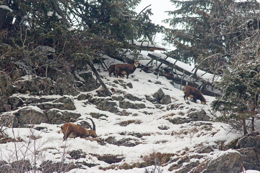 chamois avec bouquetins, julien arbez