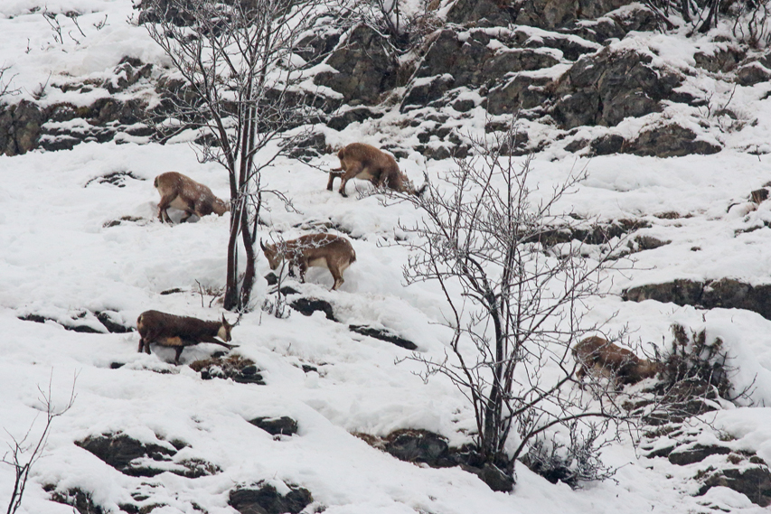 chamois avec bouquetins, julien arbez