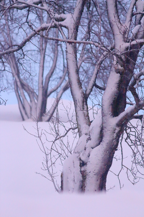 arbres enneigés, julien arbez