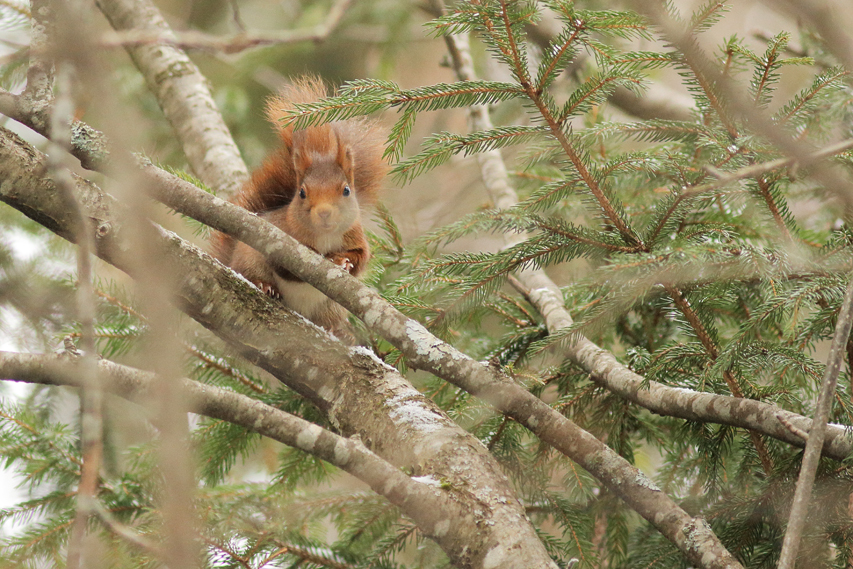 écureuil en hiver, julien arbez