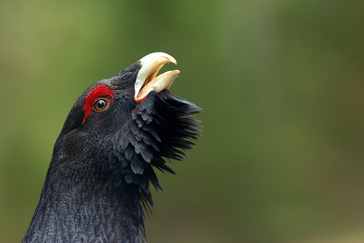 grand tétras coq fou jura