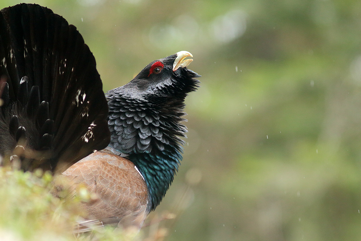 grand tétras coq fou jura