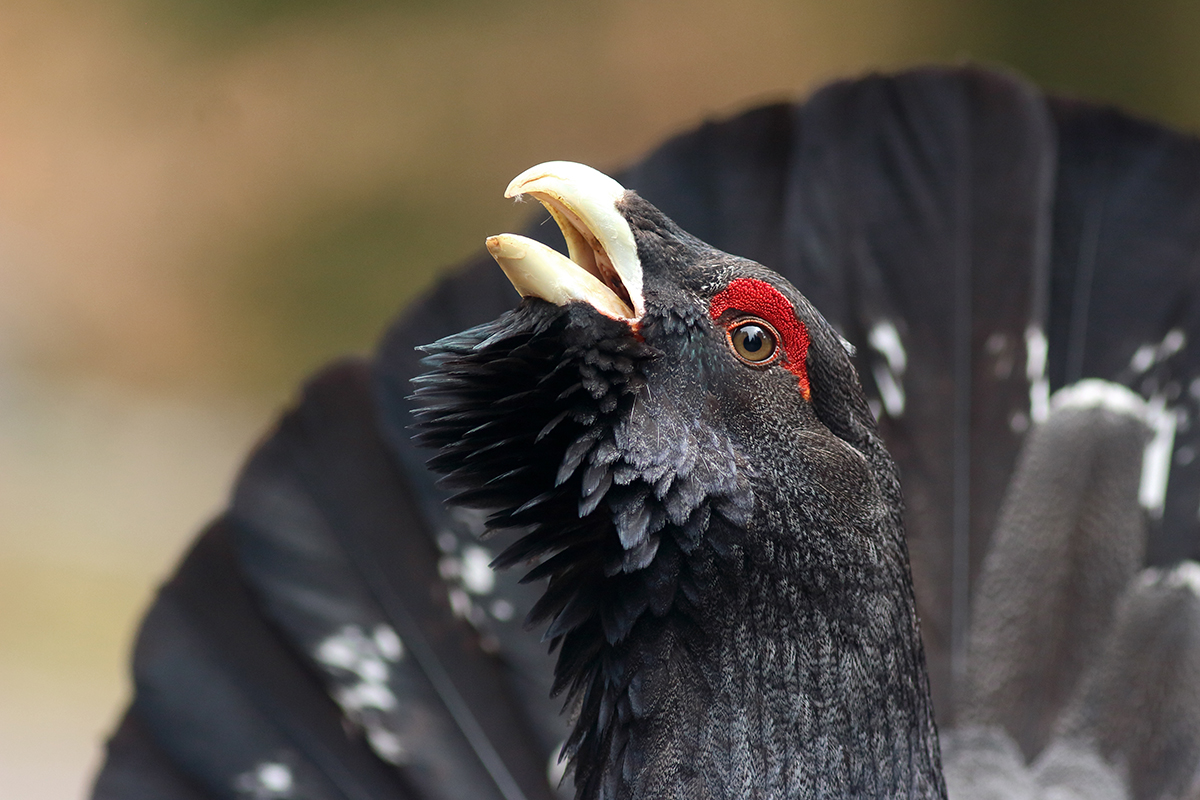 grand tétras coq fou jura